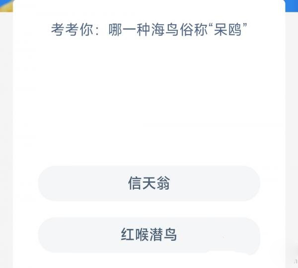 考考你哪一种海鸟俗称呆鸥
